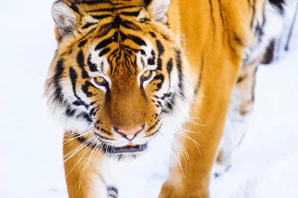 Szibériai tigris a hóban — Stock Fotó