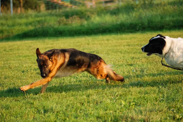 Счастливая собака радостно бежит по зеленой траве — стоковое фото