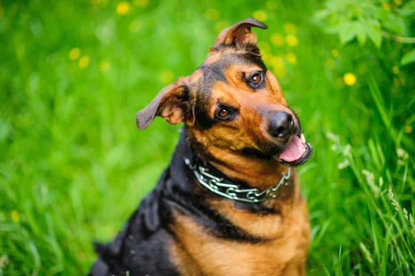 Portrait of a beautifull dog over green blurred background — Stock Photo, Image