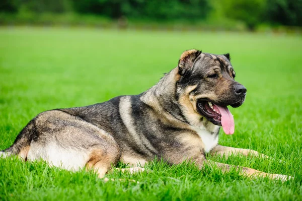 Retrato de um cão lindo sobre fundo borrado verde — Fotografia de Stock