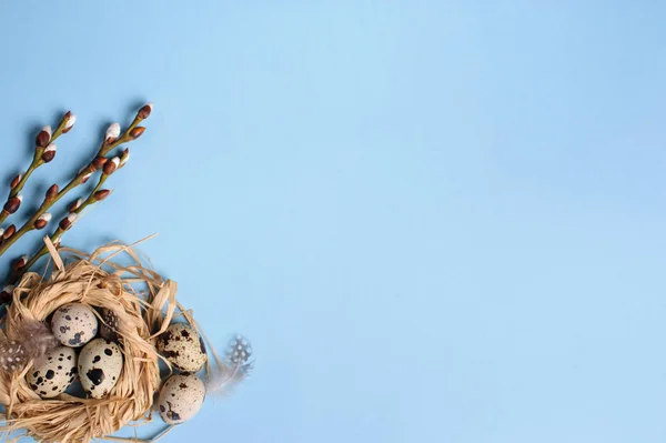 青の背景にわら巣でウズラの卵 — ストック写真