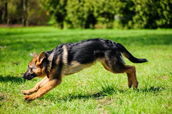 Cão feliz alegremente correndo em uma grama verde — Fotografia de Stock