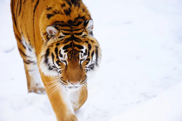 Tigre siberiano na neve — Fotografia de Stock