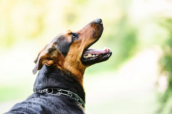 Portret van een prachtige hond over groene onscherpe achtergrond — Stockfoto