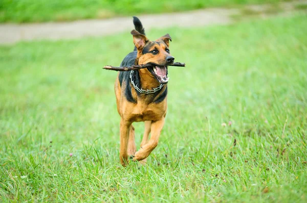 Gelukkige hond vreugdevol draait op een groen gras — Stockfoto