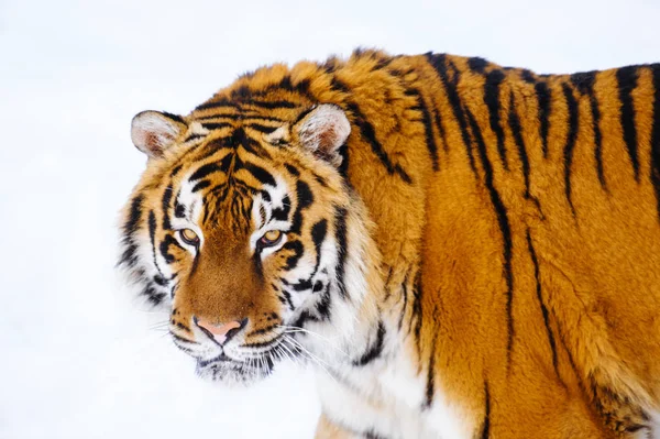 Sibirischer Tiger auf Schnee — Stockfoto