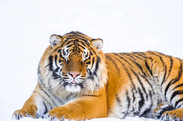 Сибірський тигр на снігу — стокове фото