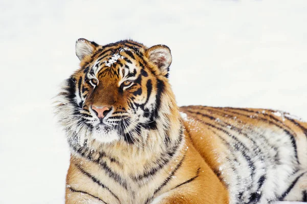 Siberian tiger on snow — Stock Photo, Image