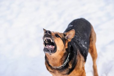 kızgın köpek dişleri bared ile