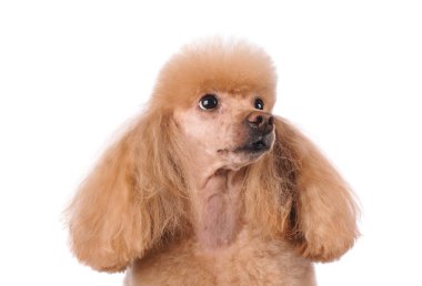 Beyaz bir arka plan üstünde belgili tanımlık köpek Studio portresi