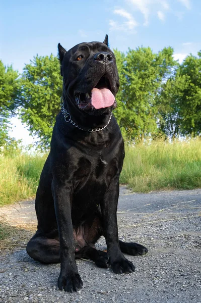 Porträtt av en beautifull hund på en asfalt — Stockfoto