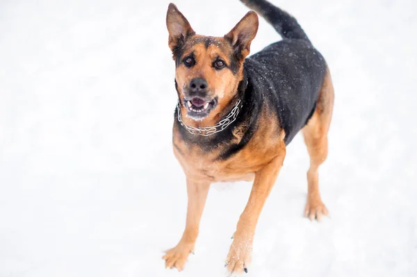 Bir köpeğin üstüne bir kar portresi — Stok fotoğraf