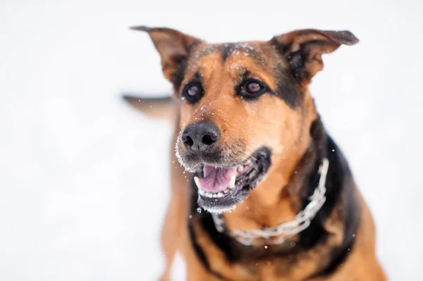 Retrato de un perro sobre una nieve —  Fotos de Stock