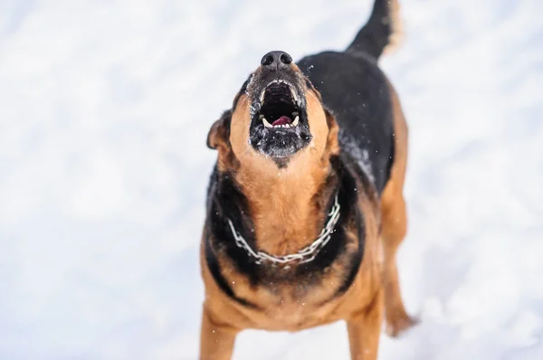 Cão irritado com dentes desnudados — Fotografia de Stock