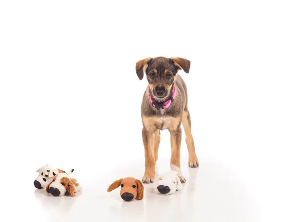 Retrato de estúdio do cão sobre um fundo branco — Fotografia de Stock