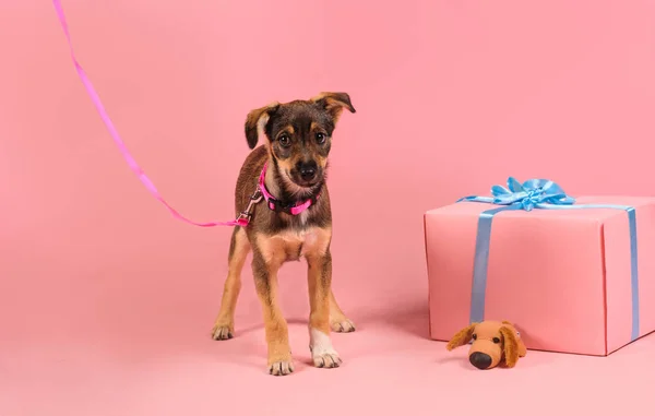 粉红色背景下的狗工作室肖像 — 图库照片