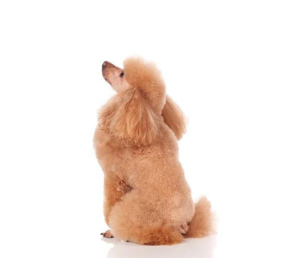 Retrato de estúdio do cão sobre um fundo branco — Fotografia de Stock