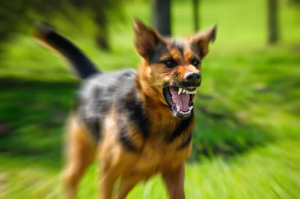 Angry dog with bared teeth — Stock Photo, Image