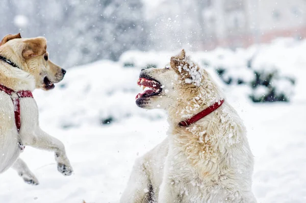 Angry dog with bared teeth — Stock Photo, Image