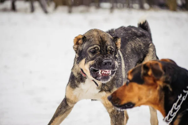 Cão irritado com dentes desnudados — Fotografia de Stock