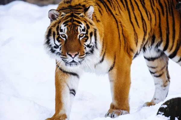 Sibirischer Tiger auf Schnee — Stockfoto