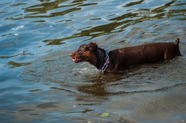 Nehirde Yüzme köpek