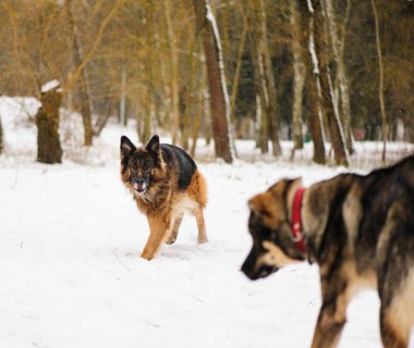 komik köpekle oynamayı kız