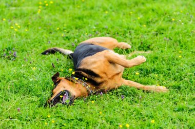 Yeşil çimenlerin üzerinde oynayan mutlu köpek