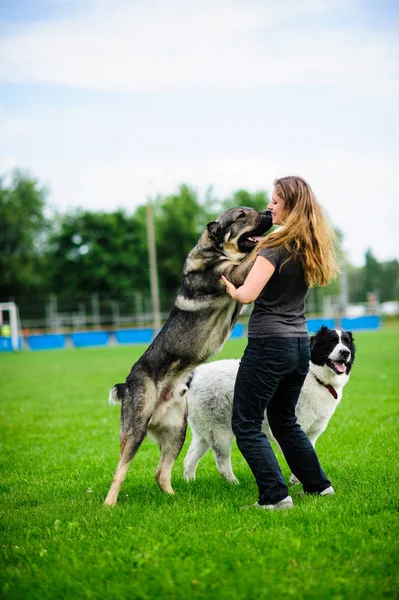 Flicka Som Leker Med Rolig Hund — Stockfoto