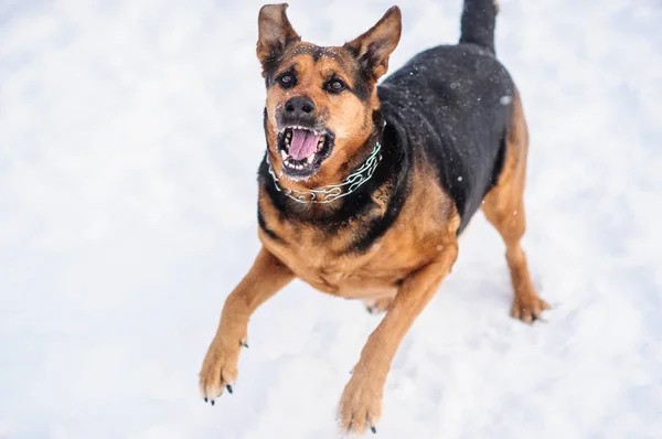 Perro Enojado Con Los Dientes Desnudos — Foto de Stock