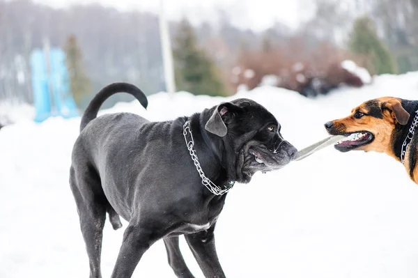 Happy Dog Playing Snow — Stock Photo, Image