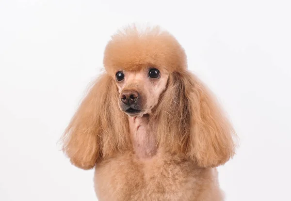 Студийный Портрет Собаки Белом Фоне — стоковое фото