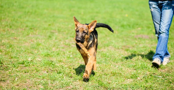 Cão feliz jogando em uma grama verde — Fotografia de Stock