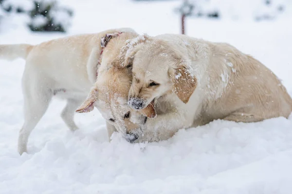 Счастливая собака играет на снегу — стоковое фото