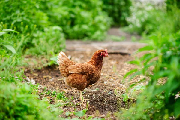 En höna på en grön suddig bakgrund — Stockfoto