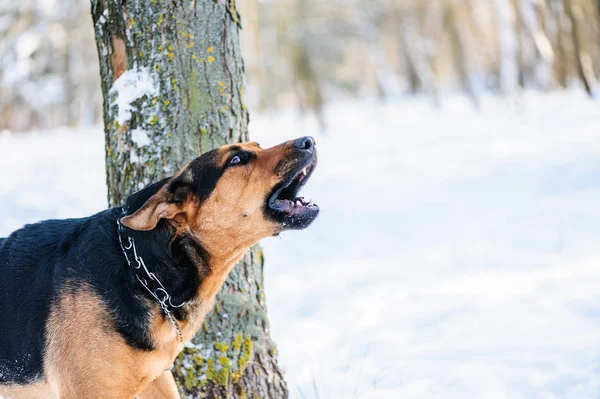 Karda Oynayan Mutlu Köpek — Stok fotoğraf