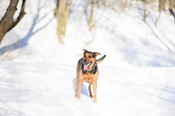 Glücklicher Hund, der auf dem Winterschnee läuft — Stockfoto