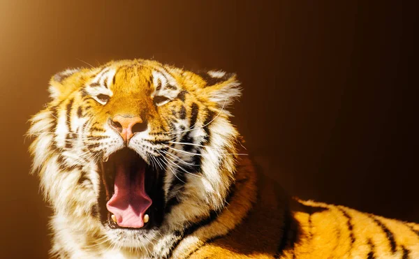 Tigre siberiana su pietre — Foto Stock