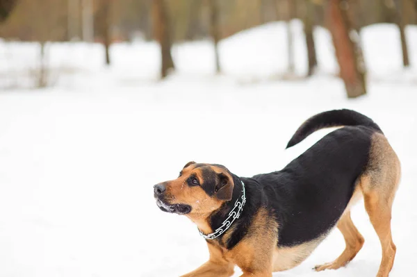 Cão feliz correndo na neve de inverno — Fotografia de Stock