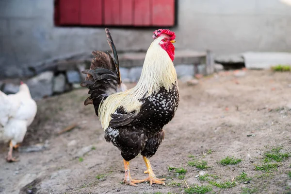 Eine Henne auf einem Boden — Stockfoto