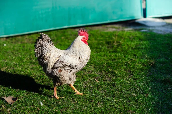 Eine Henne auf einem Boden mit grünem Gras — Stockfoto