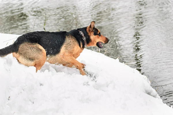 Porträt eines Hundes im Schnee — Stockfoto
