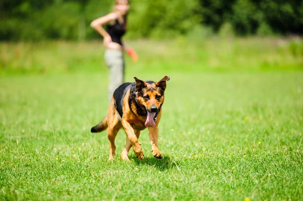 Menina jogar com engraçado cão — Fotografia de Stock