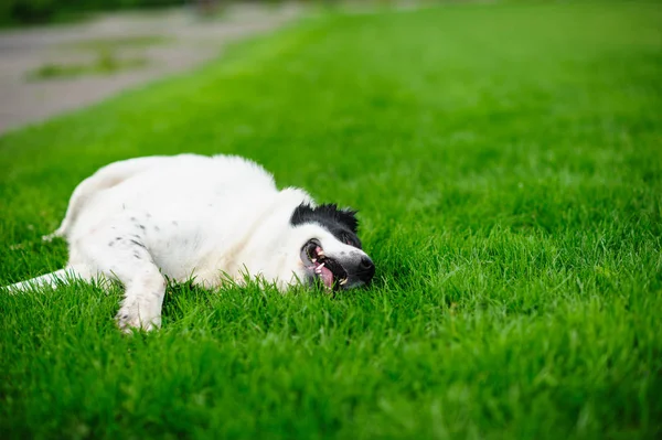 Komik bir köpeğin portresi — Stok fotoğraf