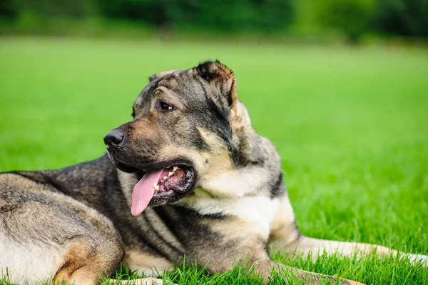 Yeşil arka plan bulanık bir güzel köpeği portresi — Stok fotoğraf