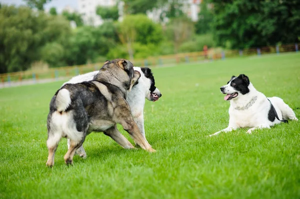 緑の芝生で遊ぶ幸せな犬 — ストック写真