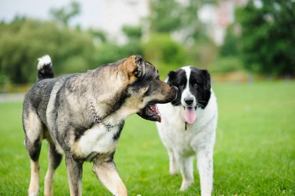 緑の芝生で遊ぶ幸せな犬 — ストック写真