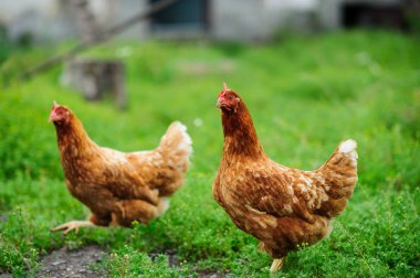 bir tavuk üzerinde yeşil bir arka plan bulanık