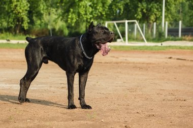 Yeşil arka plan bulanık bir güzel köpeği portresi