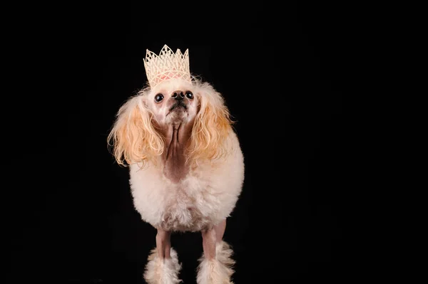 Портрет Красивой Собаки Черном Фоне — стоковое фото